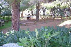 La Giungla - pineta